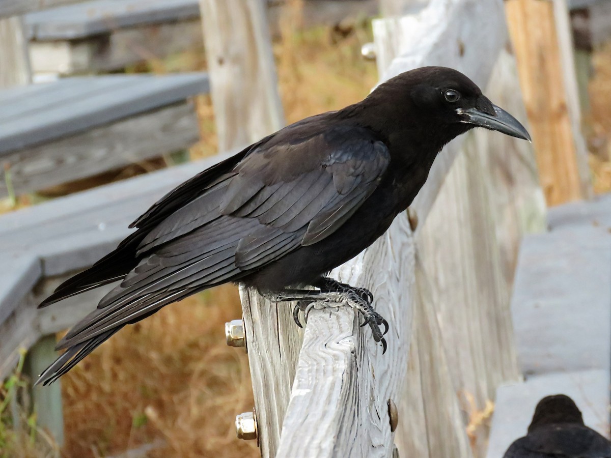 American Crow - ML638302552
