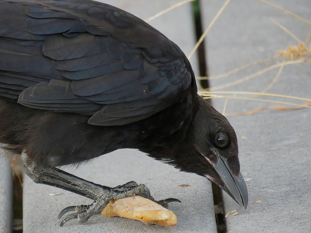 American Crow - ML638302553