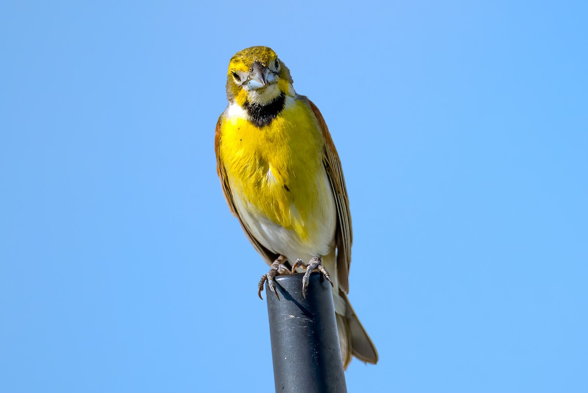 Dickcissel - ML638302559
