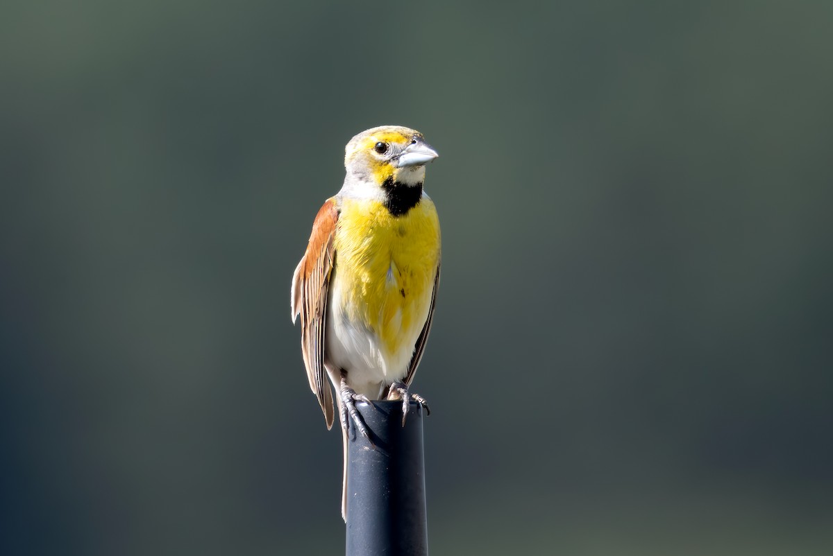 Dickcissel - ML638302561