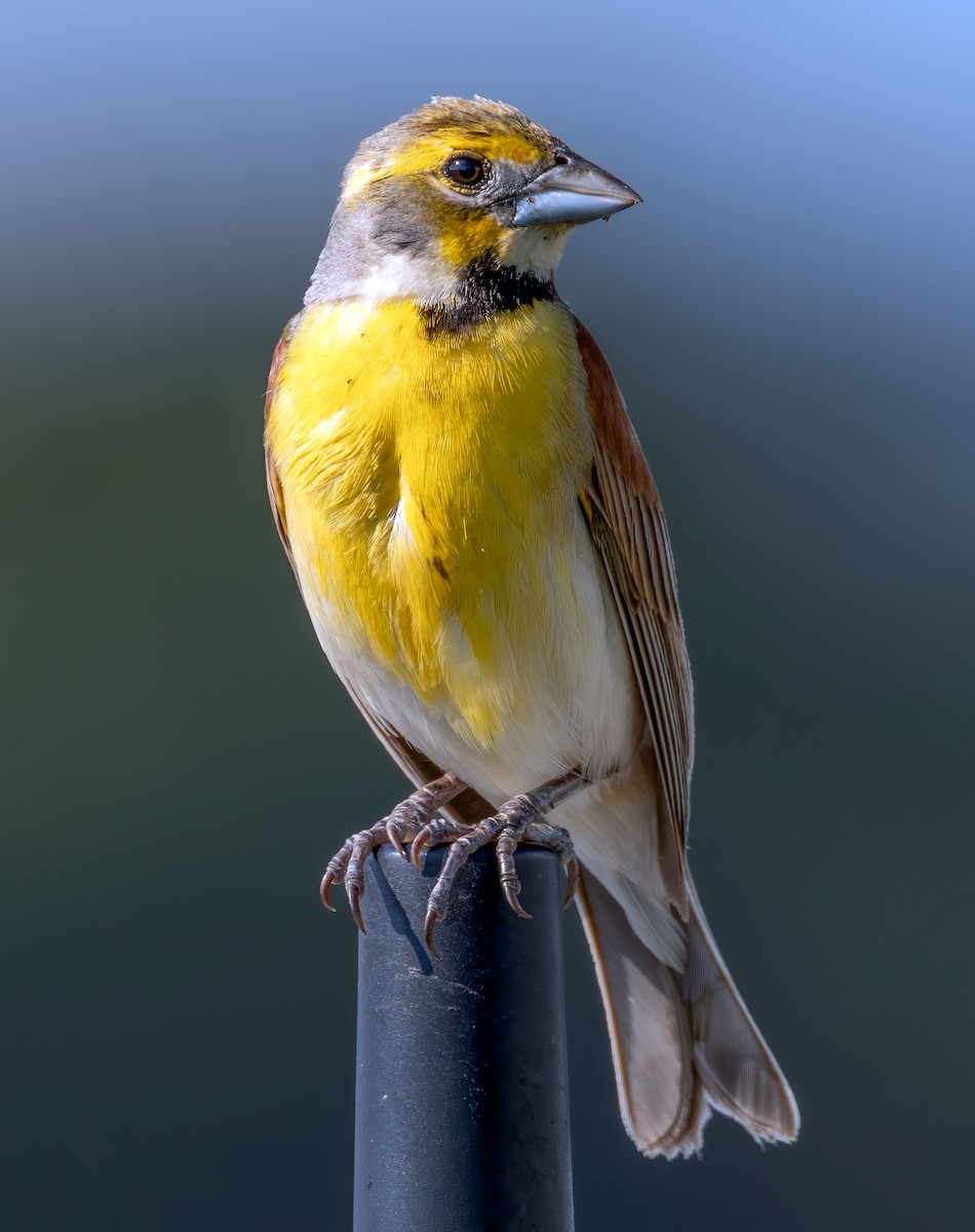 Dickcissel - ML638302562