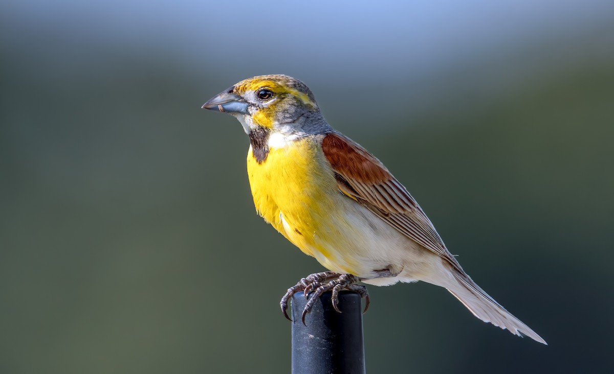 Dickcissel - ML638302564