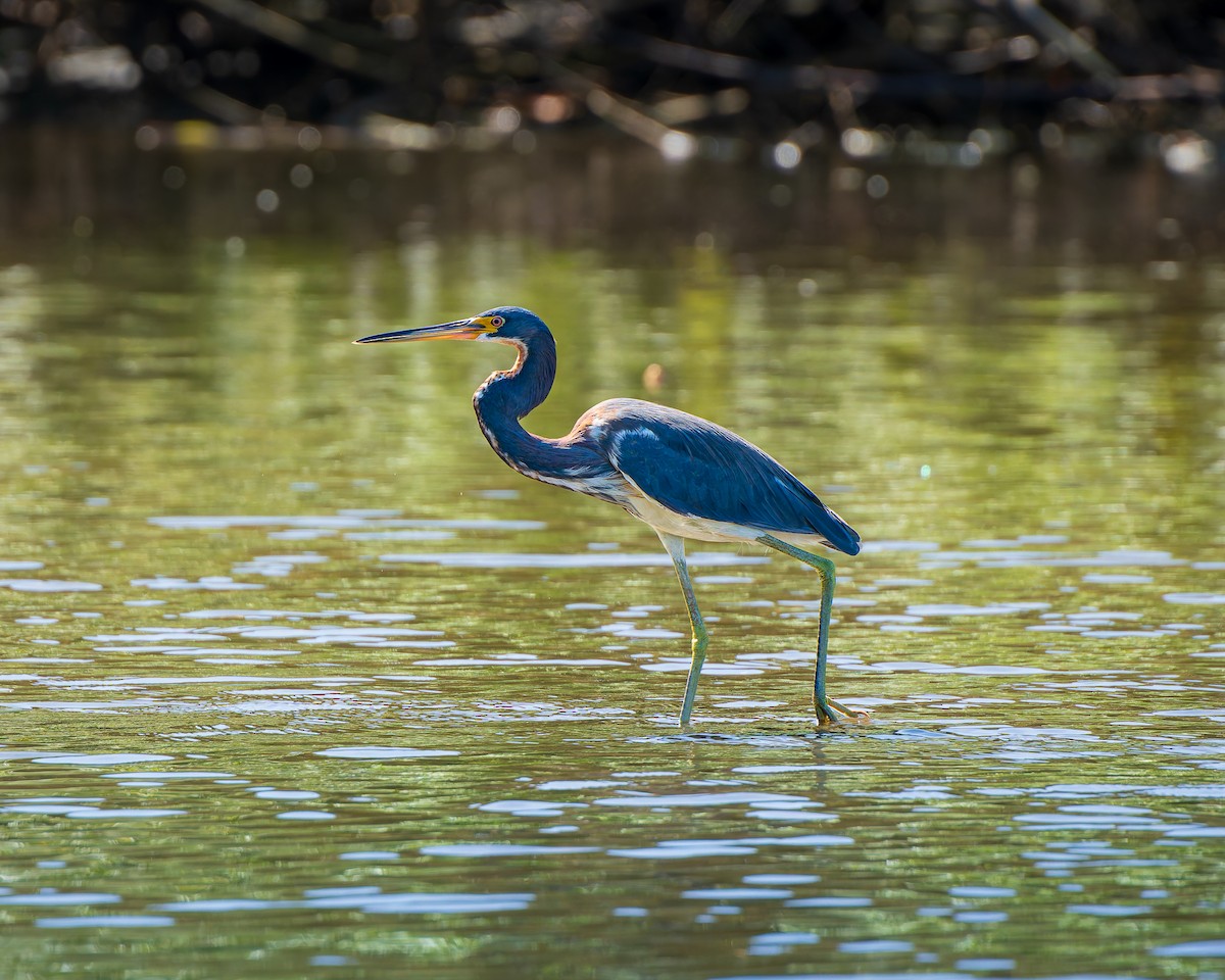 Tricolored Heron - ML638302566