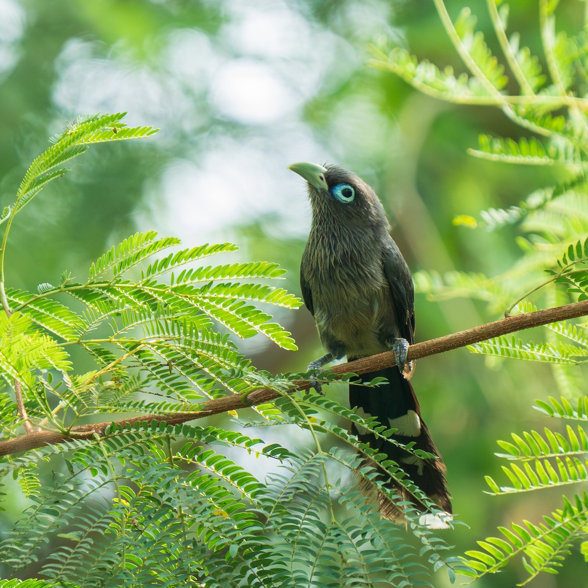 Blue-faced Malkoha - ML638302570