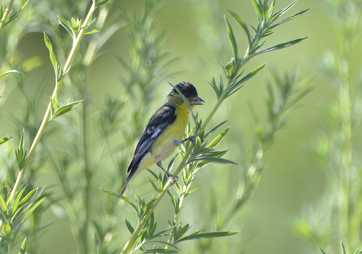 Lesser Goldfinch - ML638302571