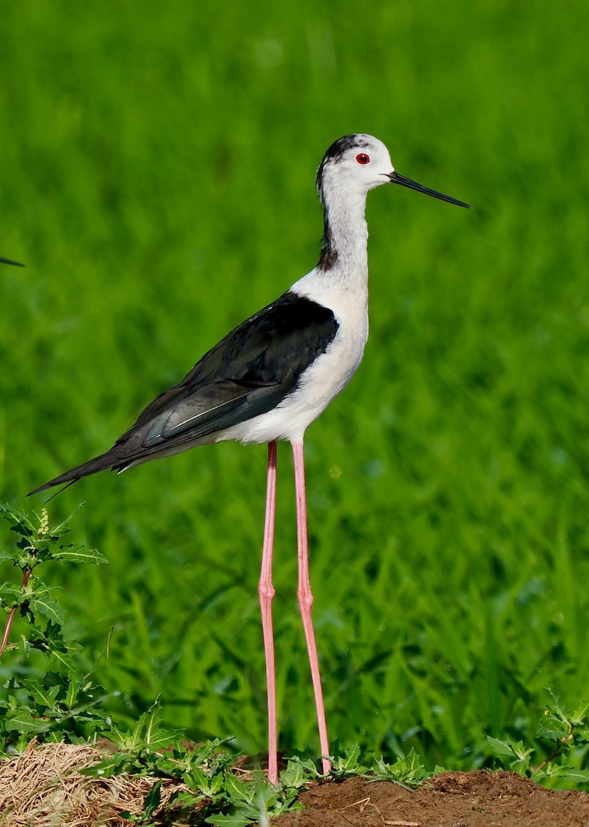 Black-winged Stilt - ML638302581