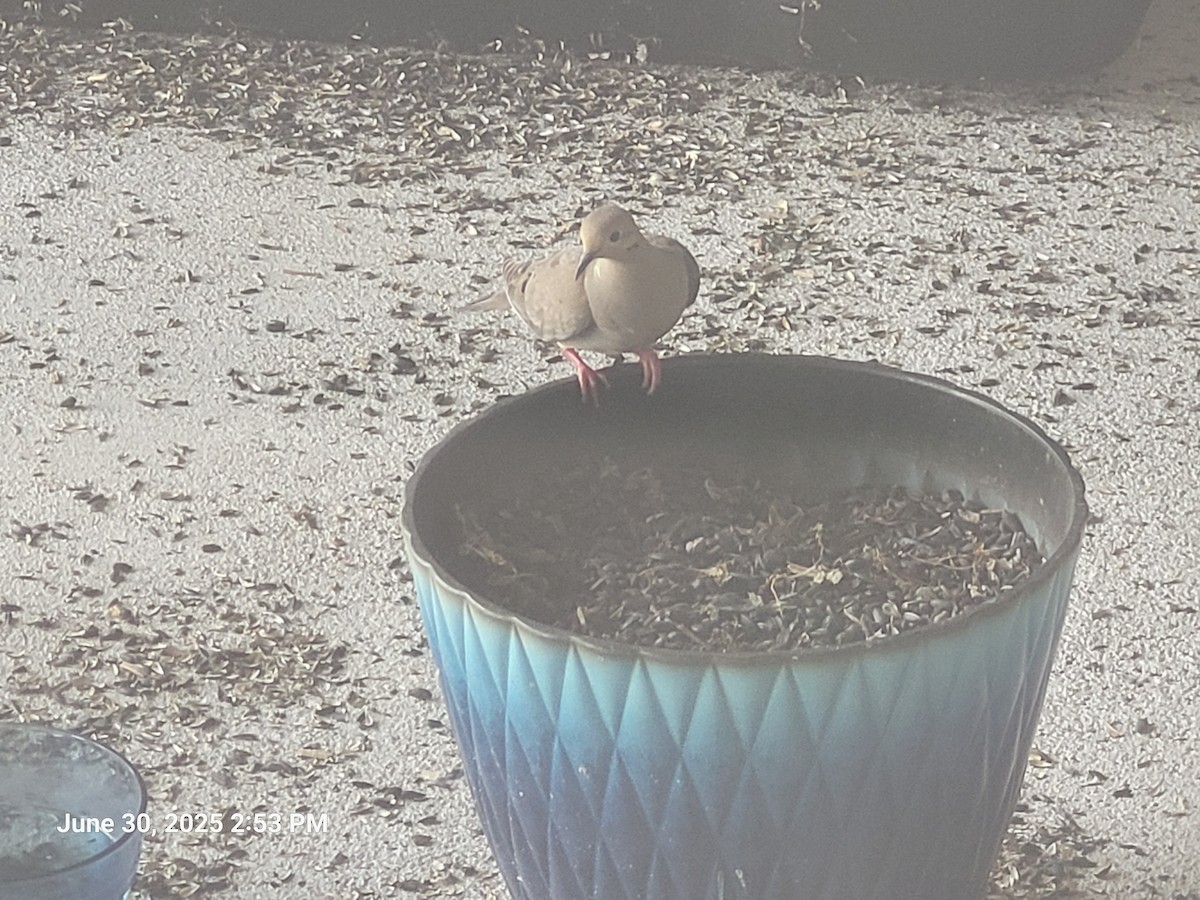 Mourning Dove - ML638302595