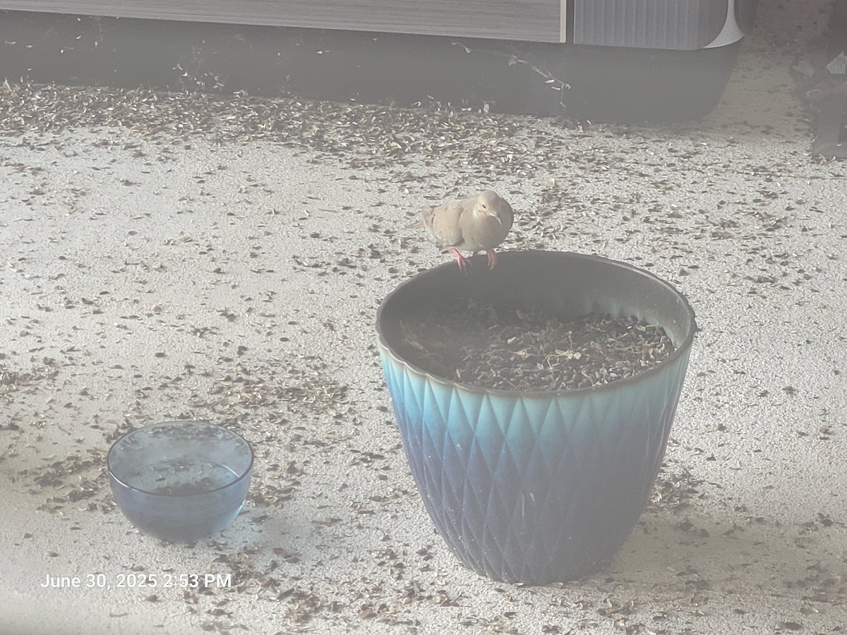 Mourning Dove - ML638302598