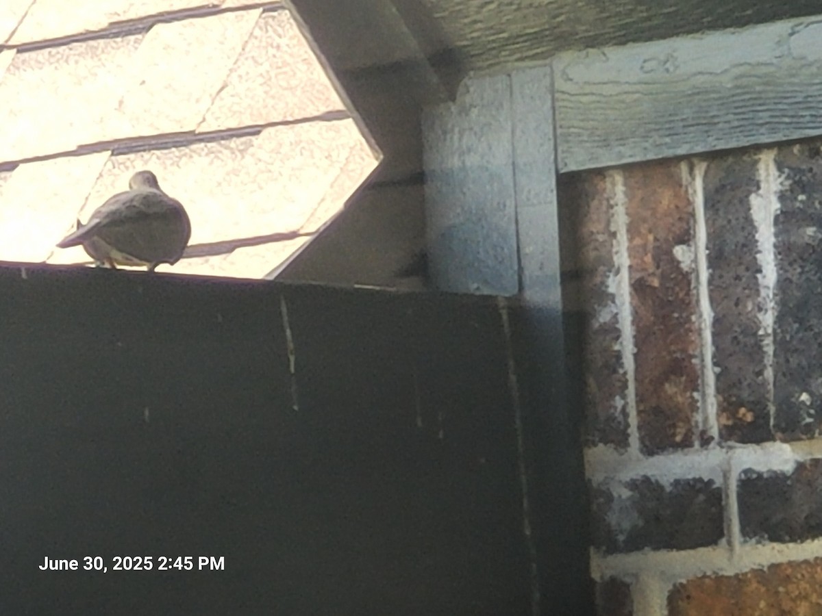 Mourning Dove - ML638302599
