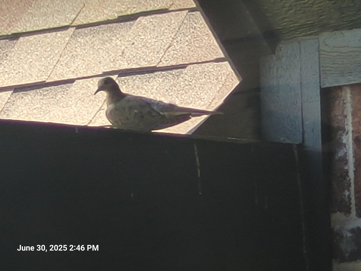 Mourning Dove - ML638302603
