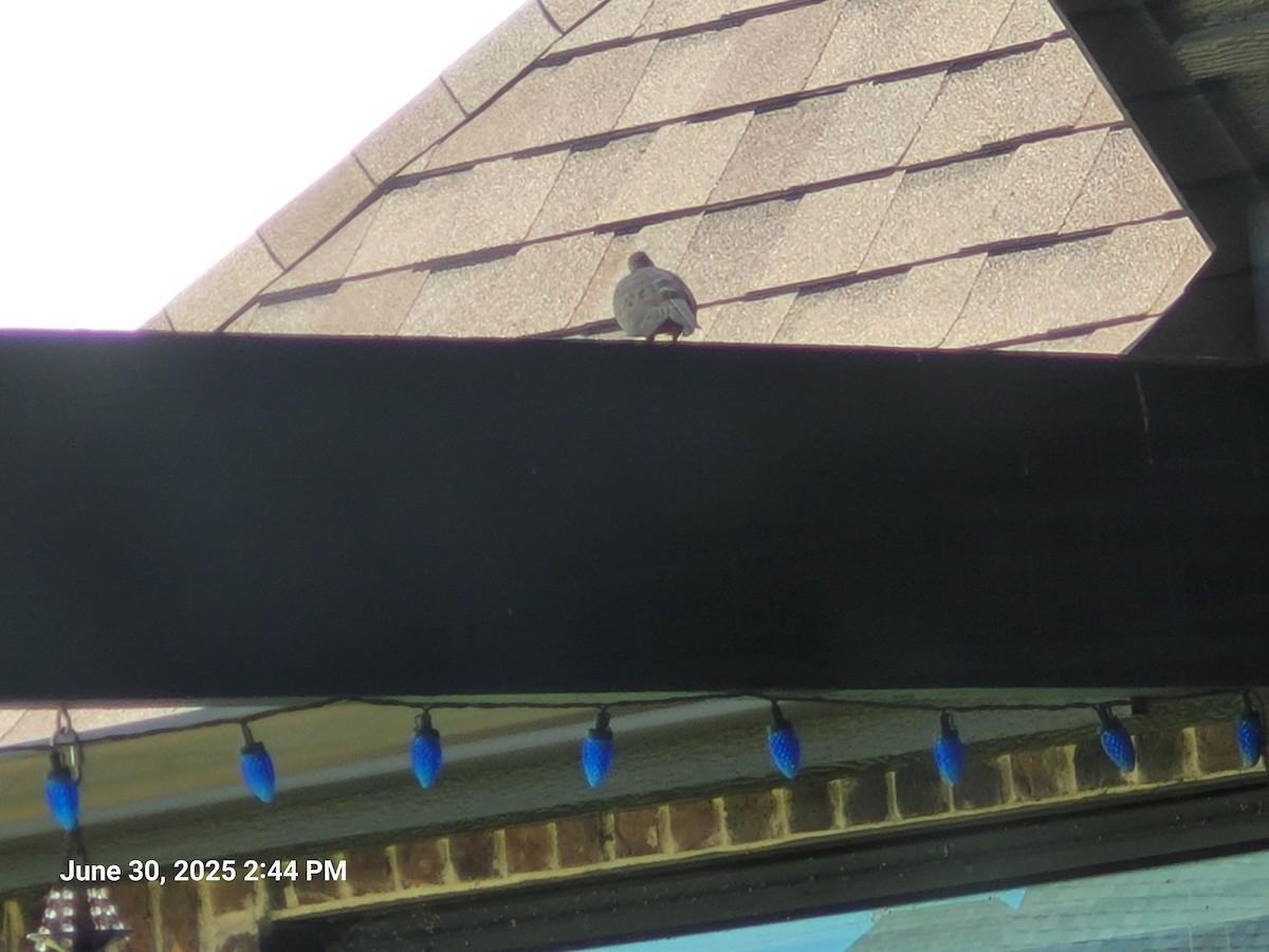 Mourning Dove - ML638302604
