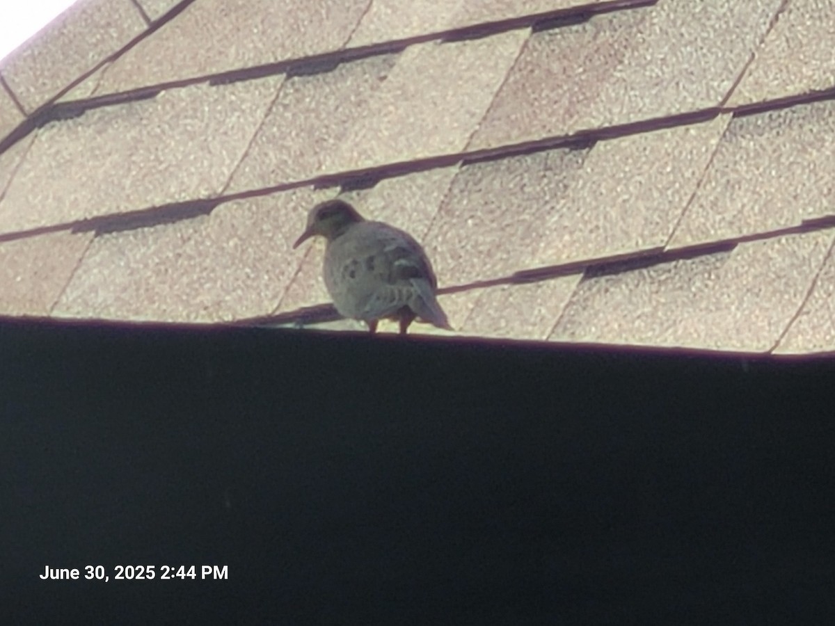 Mourning Dove - ML638302605