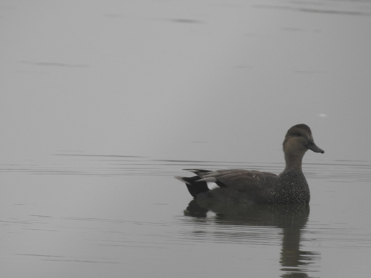 Gadwall - ML63830261