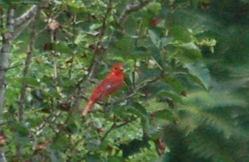 Summer Tanager - ML638302610