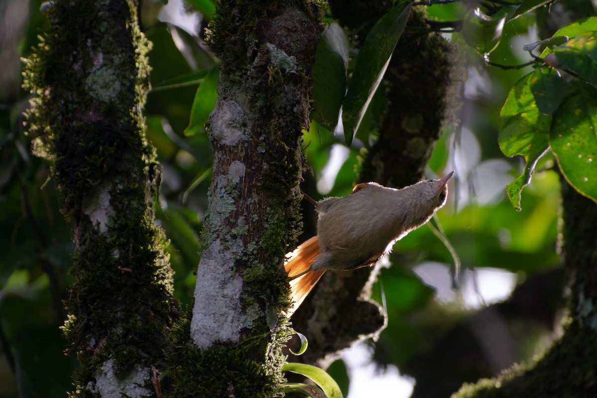 Ash-browed Spinetail - ML638302611