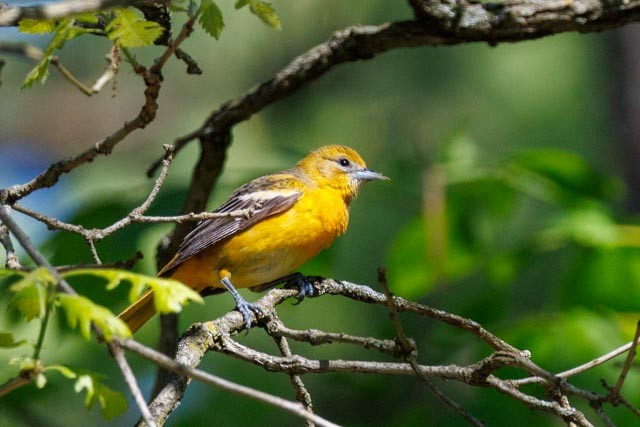 Baltimore Oriole - ML638302612