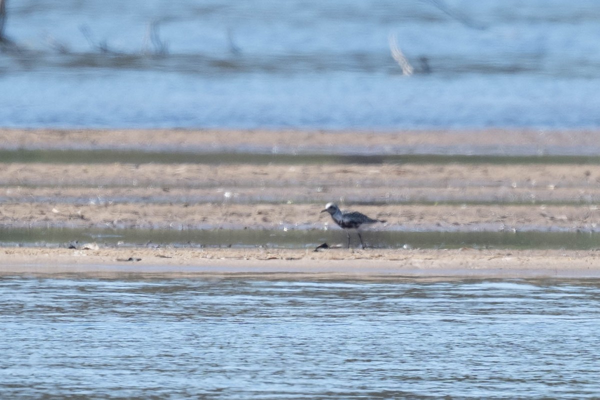 Black-bellied Plover - ML638302614