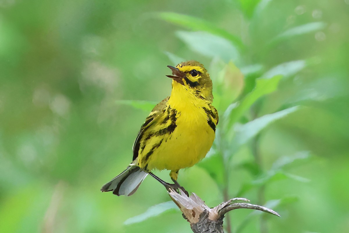 Prairie Warbler - ML638302617