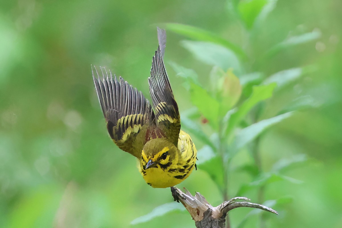 Prairie Warbler - ML638302618