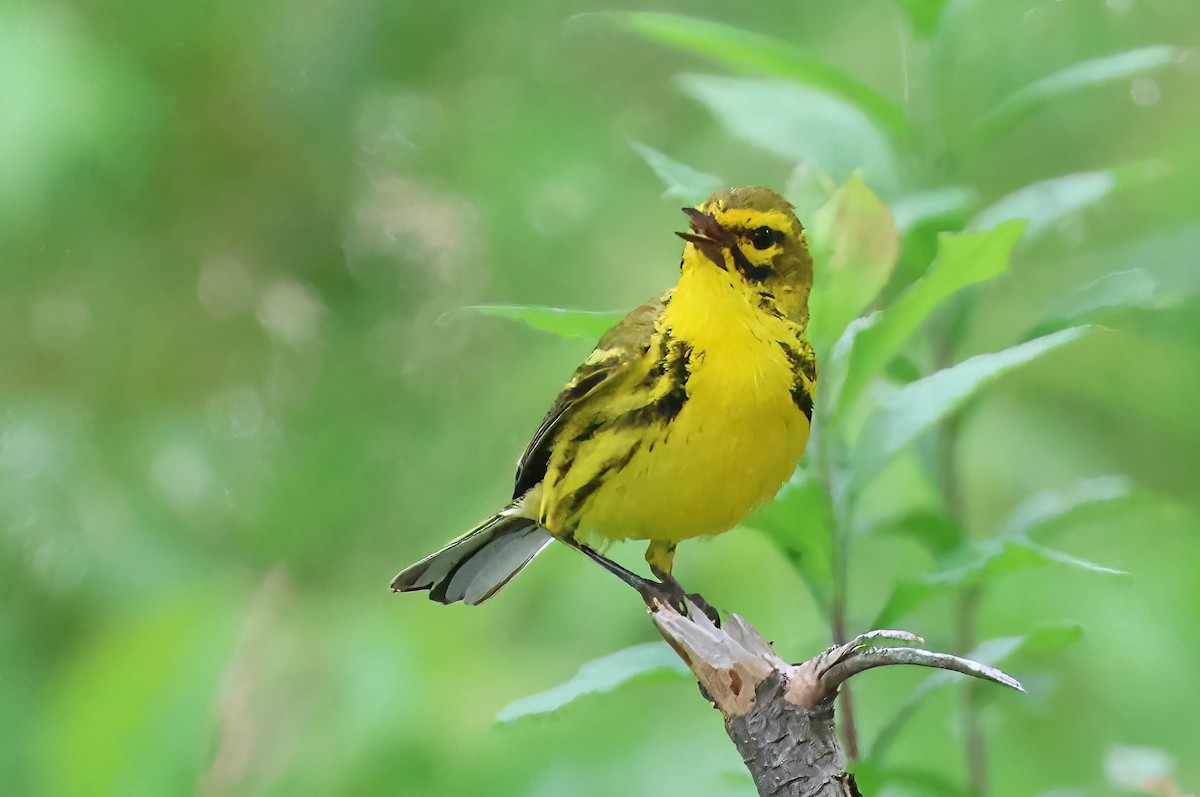 Prairie Warbler - ML638302622