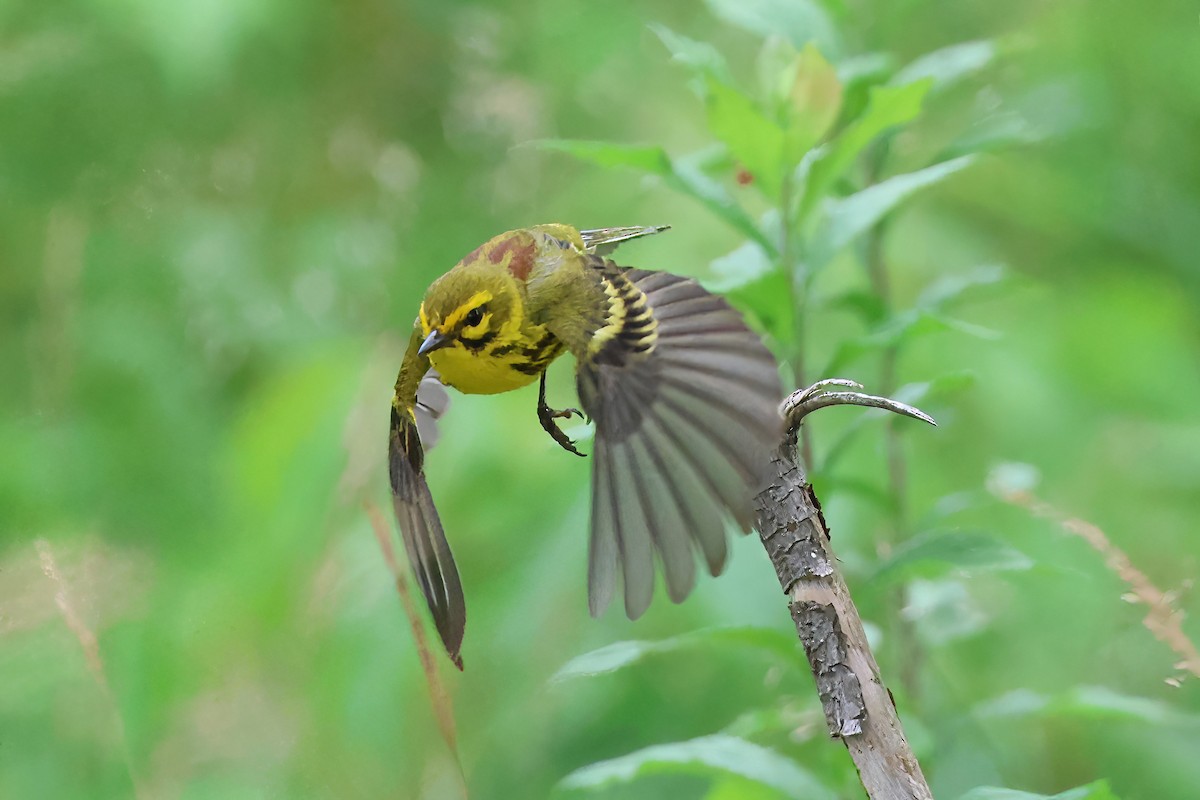 Prairie Warbler - ML638302623