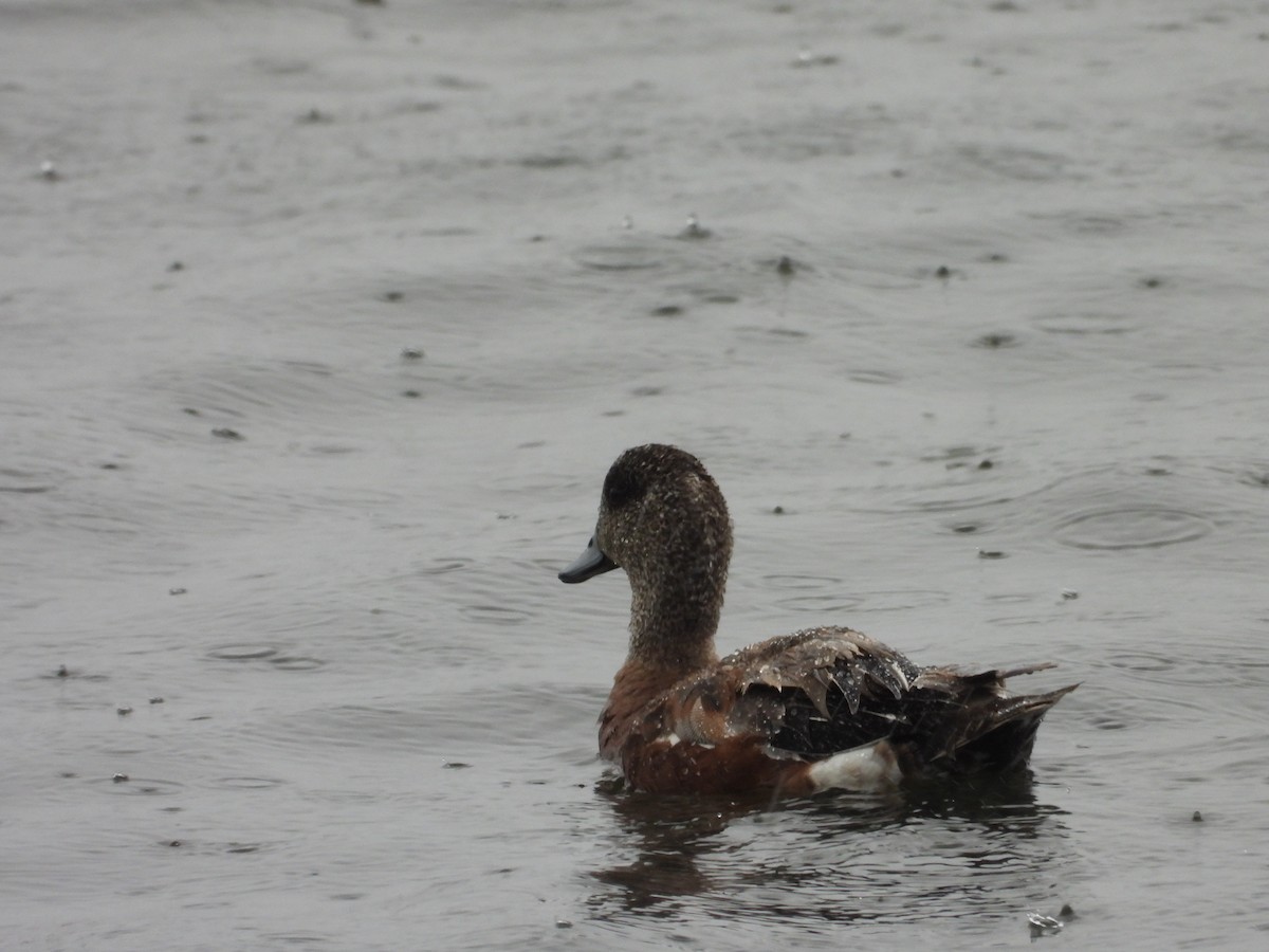 American Wigeon - ML638302626