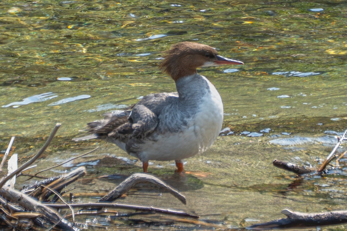 Common Merganser - ML638302627