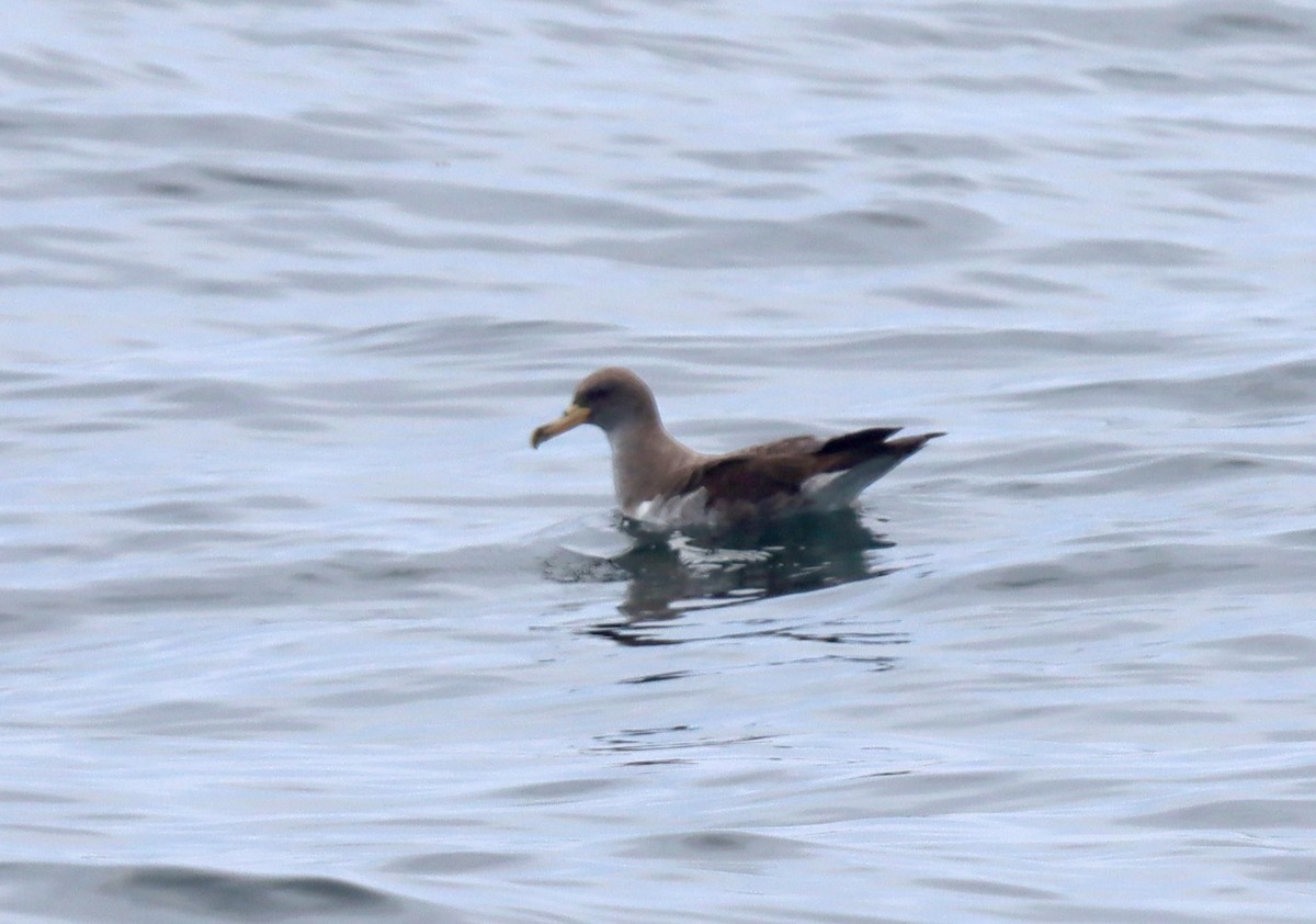 Cory's Shearwater - ML638302631