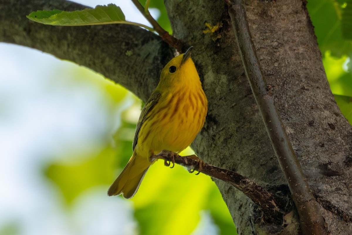 Yellow Warbler - ML638302636