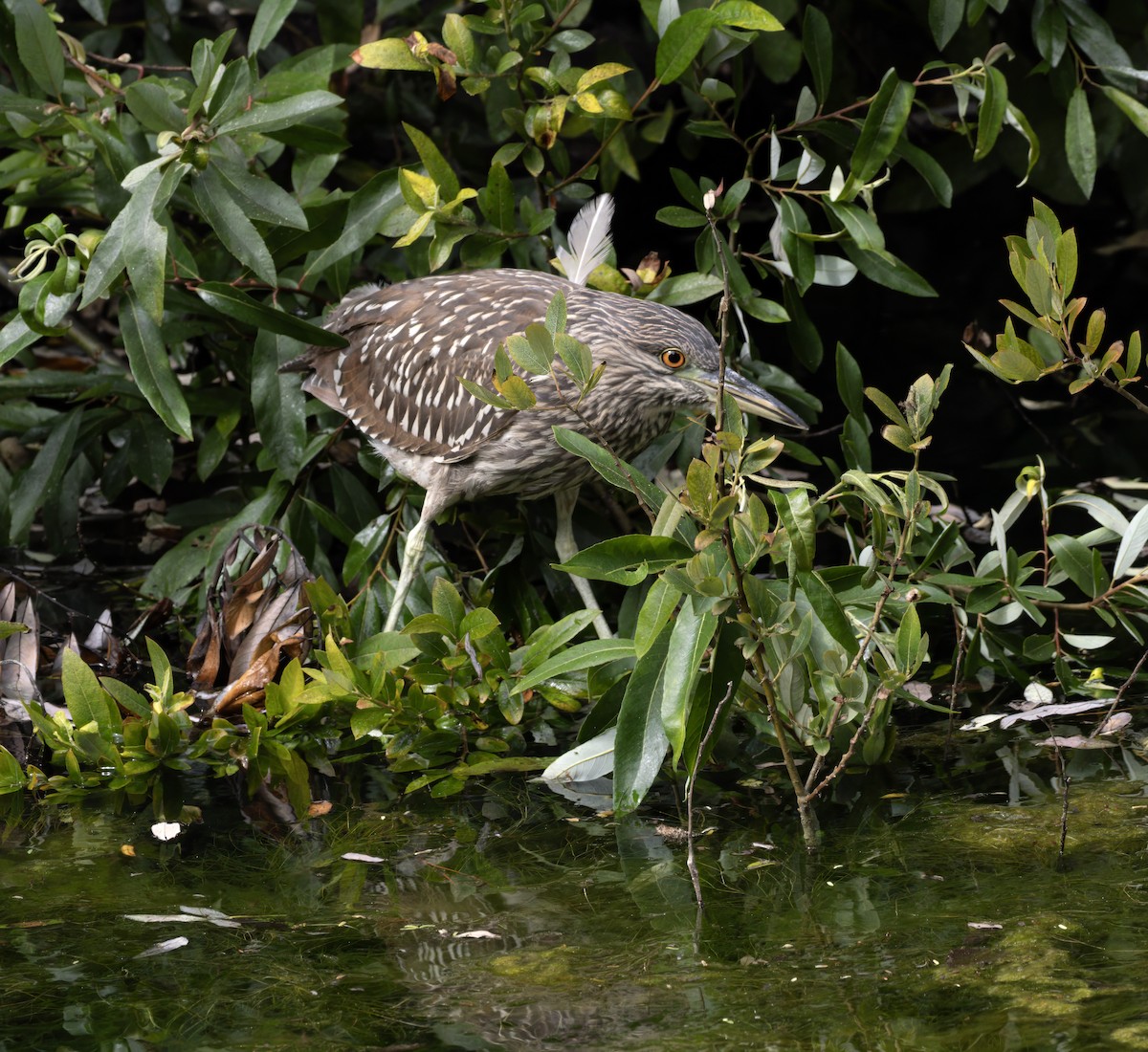 Black-crowned Night Heron - ML638302637