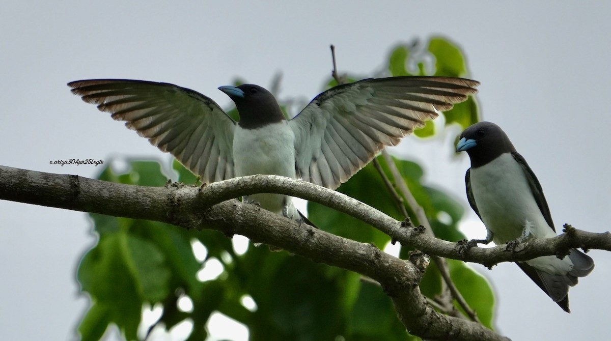 White-breasted Woodswallow - ML638302644
