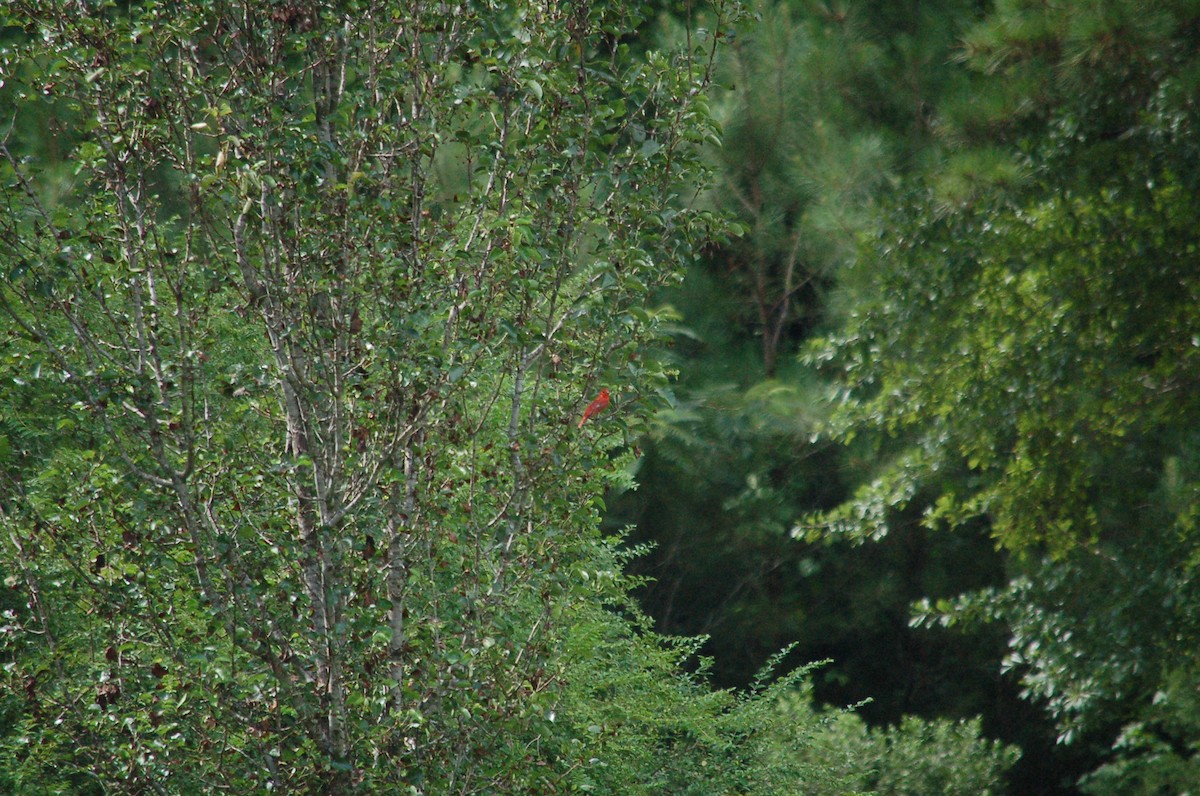 Summer Tanager - ML638302649