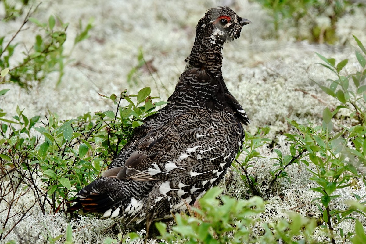 Spruce Grouse - ML638302651