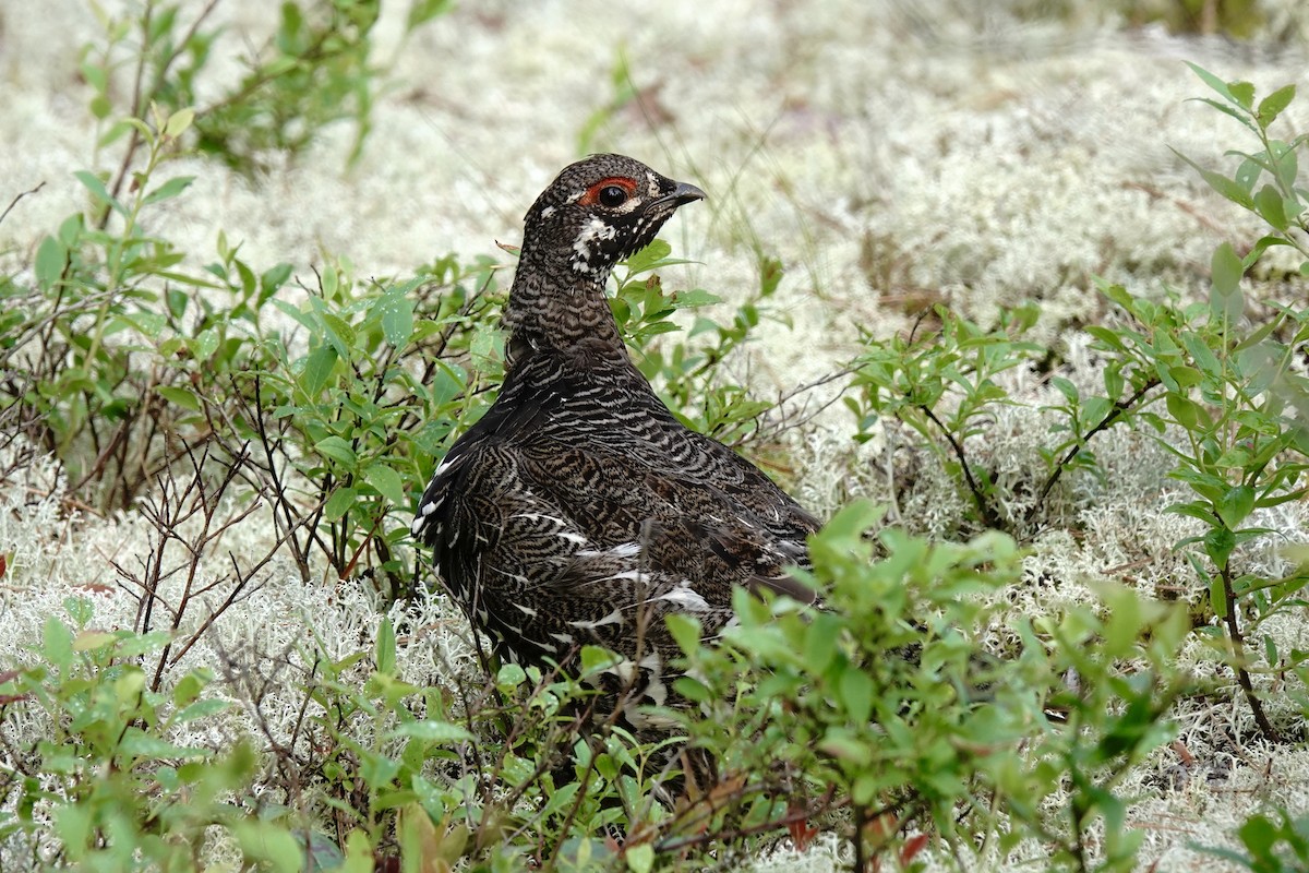 Spruce Grouse - ML638302652