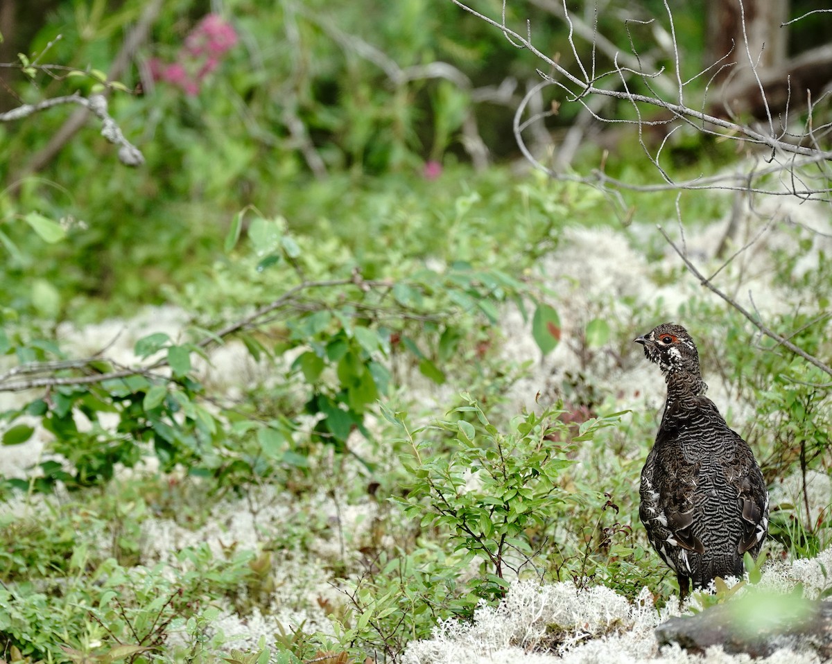 Spruce Grouse - ML638302653