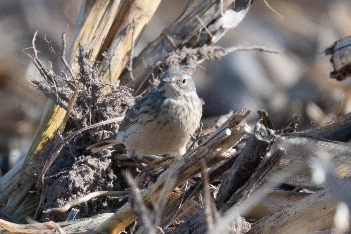 American Pipit - ML638302660