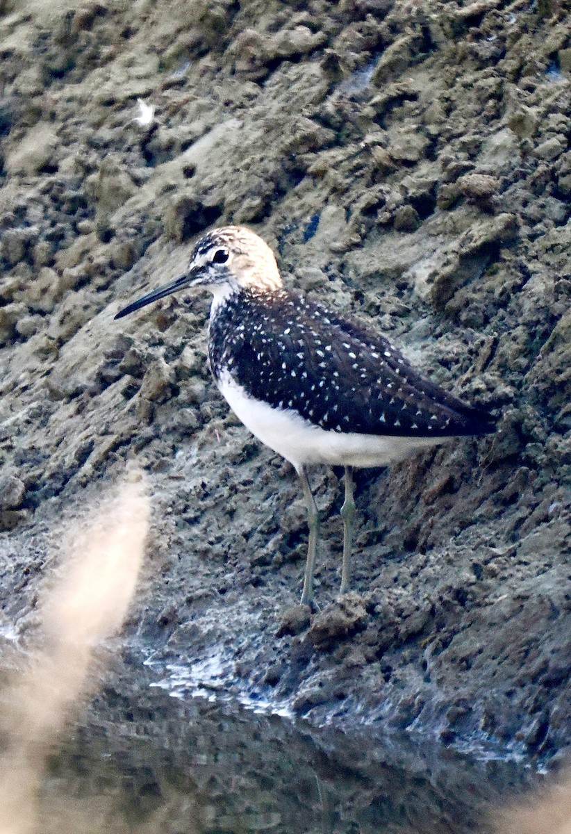 Green Sandpiper - ML638302665