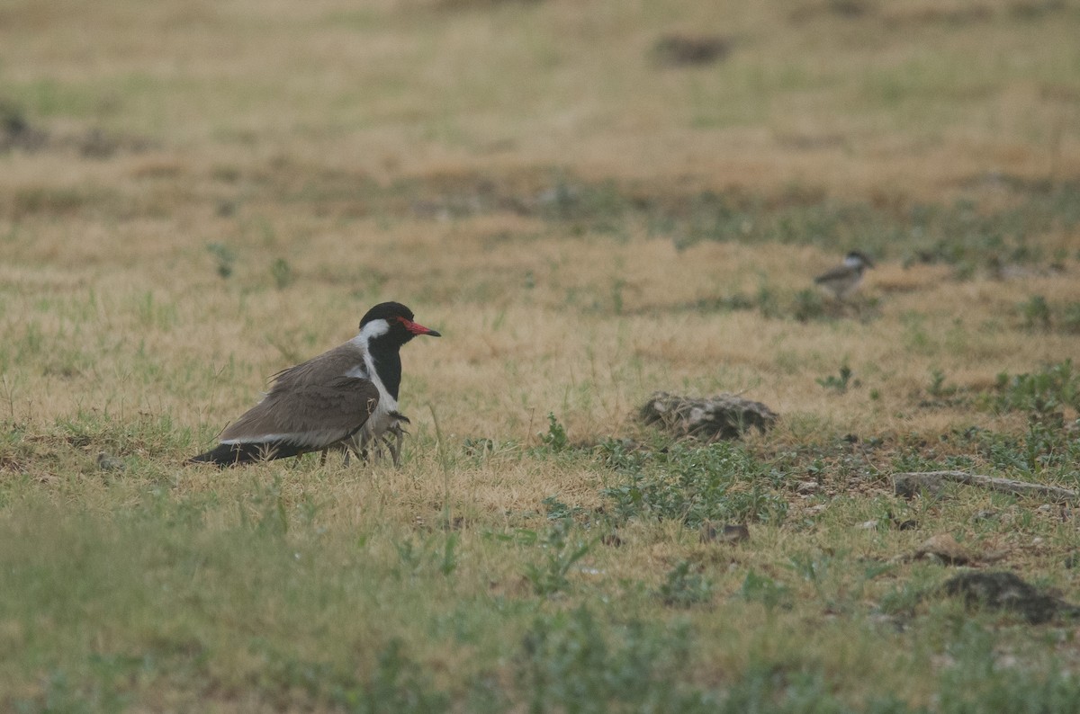 Red-wattled Lapwing - ML638302672