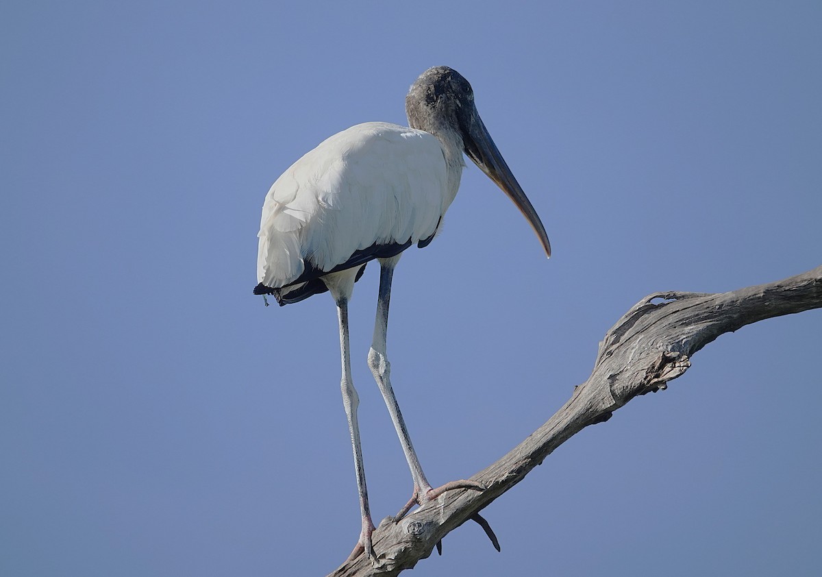 Wood Stork - ML638302673