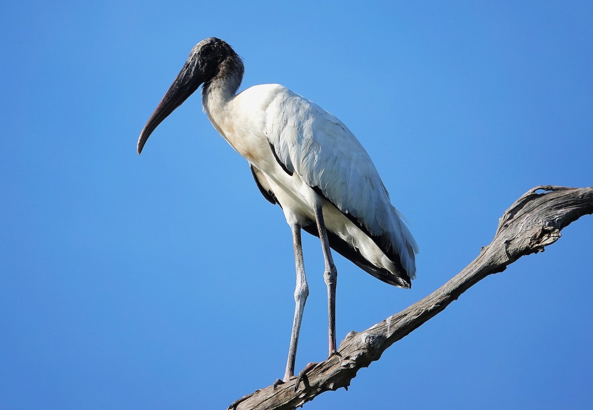 Wood Stork - ML638302674