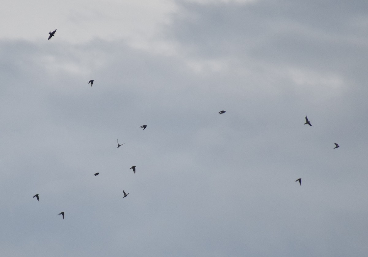 swallow sp. - ML638302676