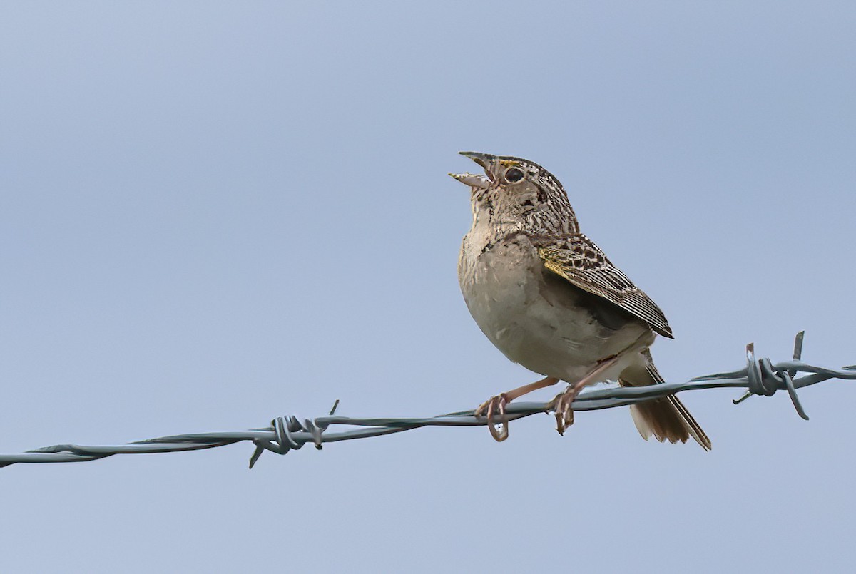Grasshopper Sparrow - ML638302682