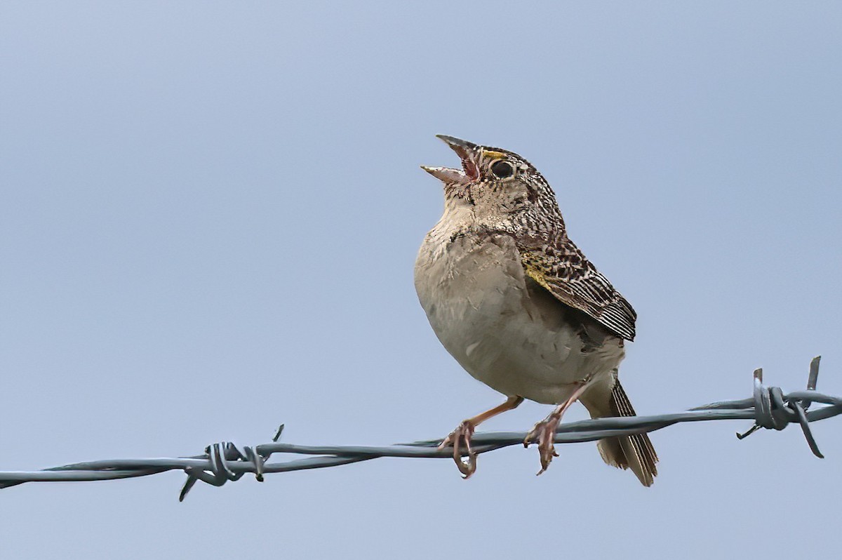 Grasshopper Sparrow - ML638302684