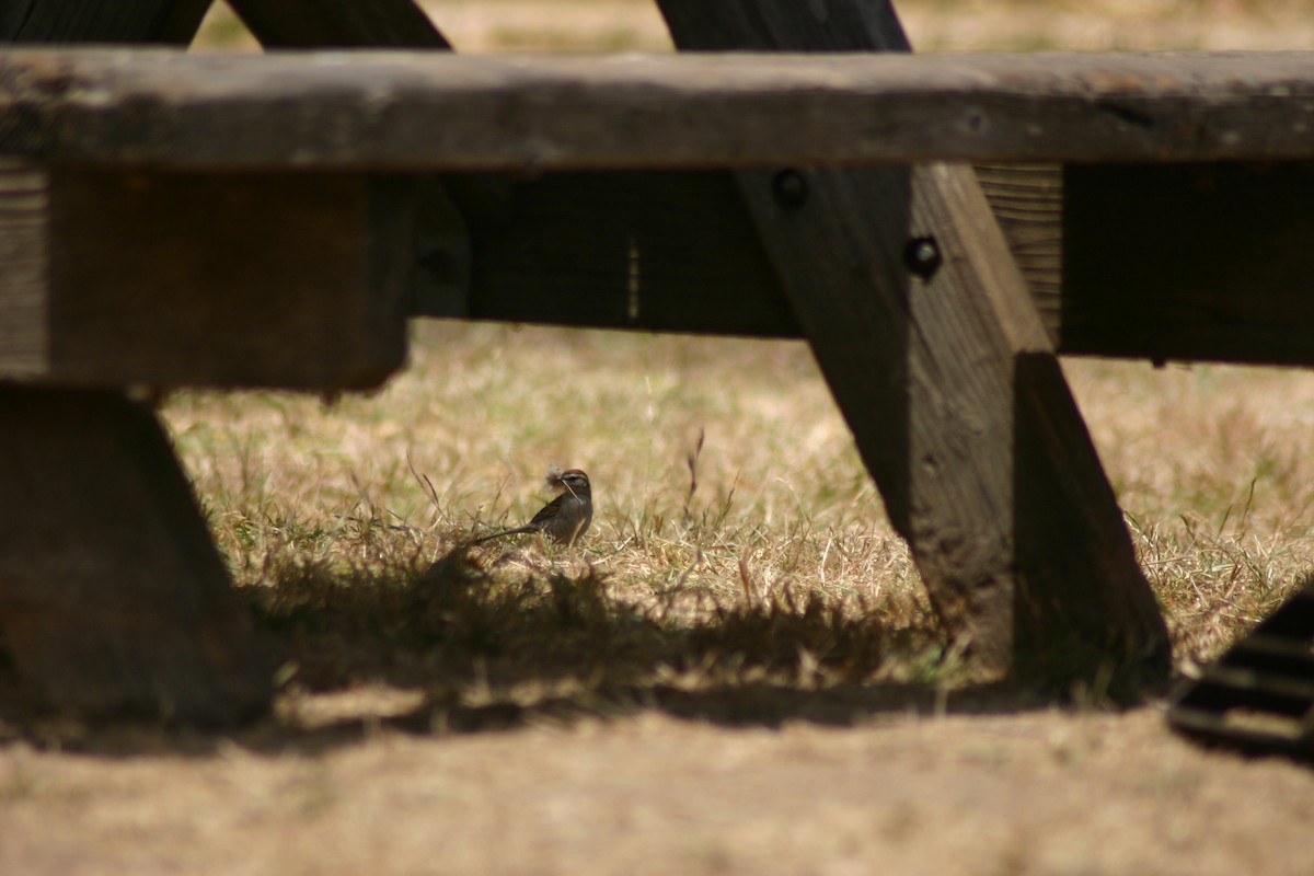 Chipping Sparrow - ML638302690