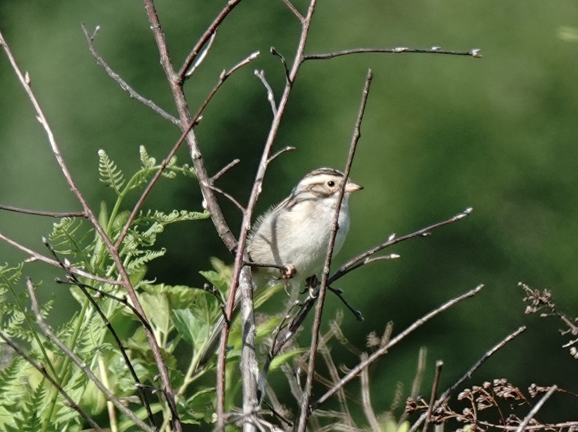 Clay-colored Sparrow - ML638302699