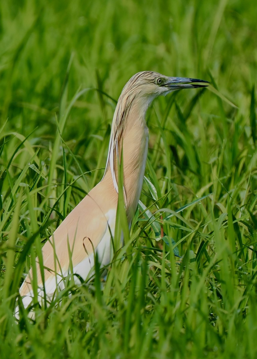 Squacco Heron - ML638302710