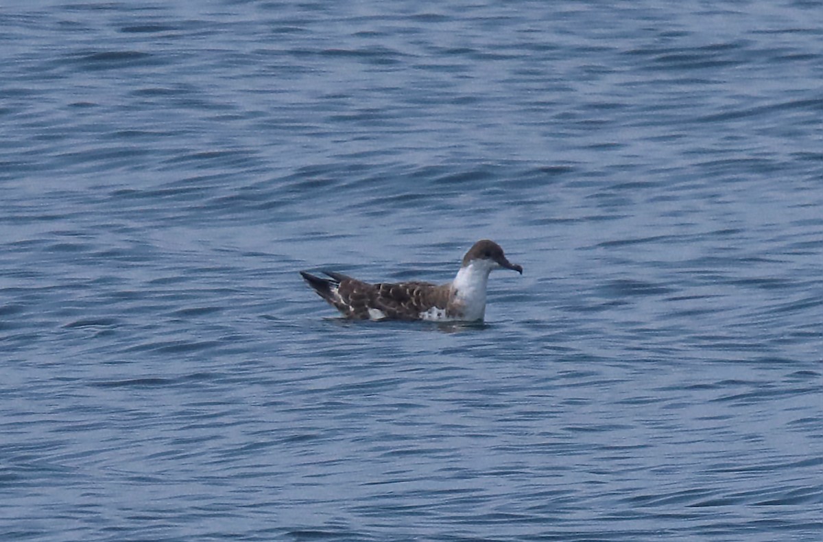 Puffin majeur - ML638302711