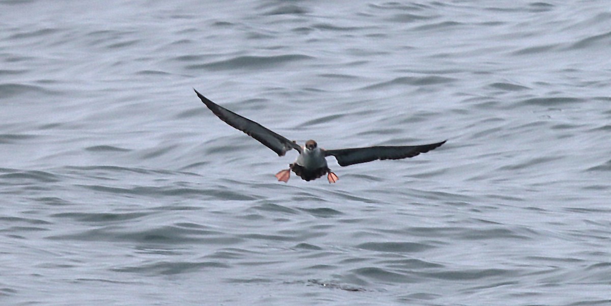 Puffin majeur - ML638302712