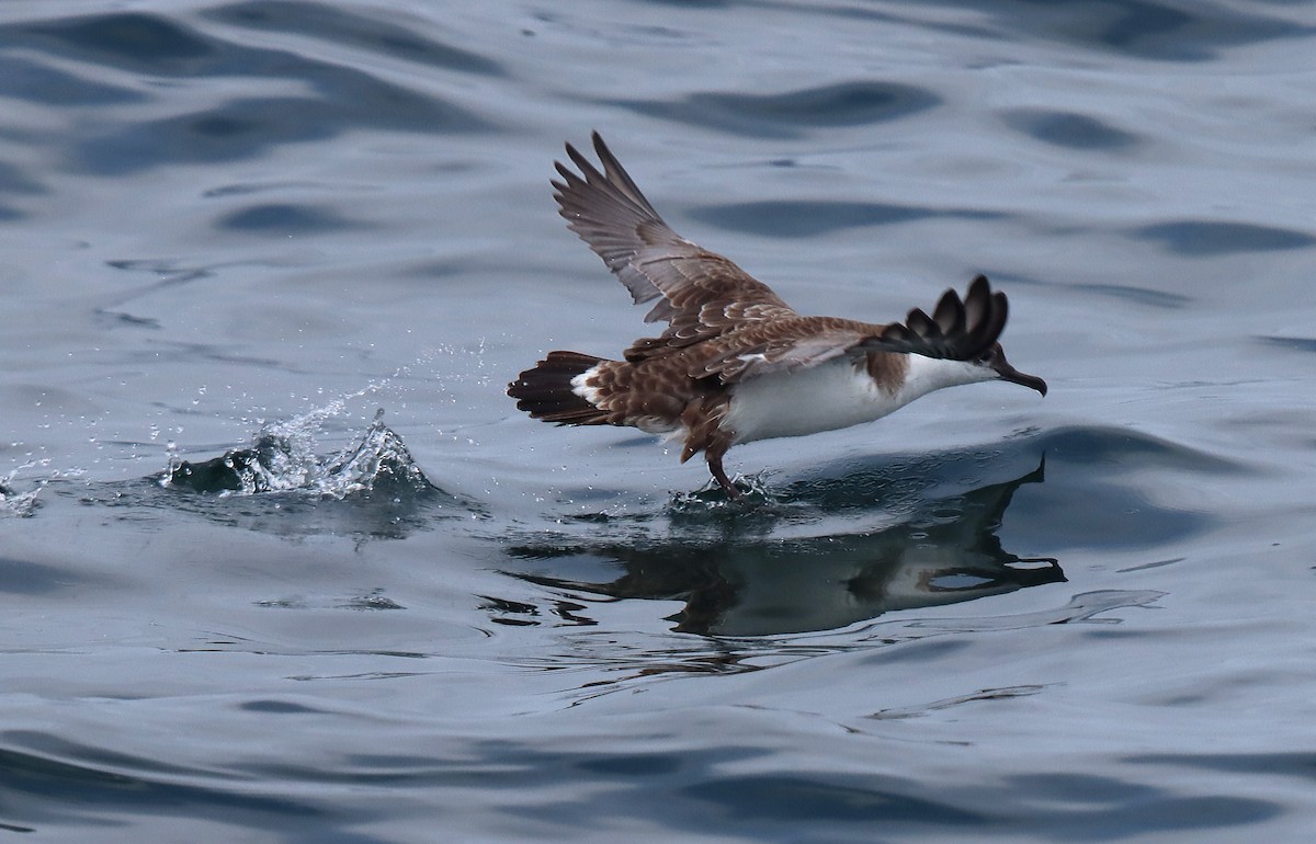 Puffin majeur - ML638302713