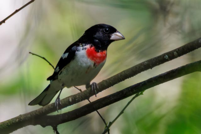 Rose-breasted Grosbeak - ML638302716